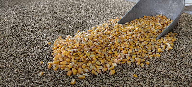 feed corn enzyme coating